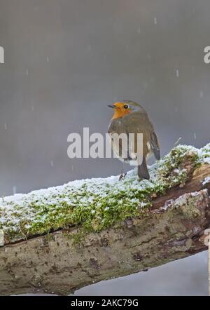 Erithacus rubecula aux abords de l'hiver de Norfolk Banque D'Images