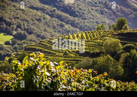 France, Pyrénées Atlantique, Pays Basque, Irouléguy, les vignobles d'Irouléguy Banque D'Images