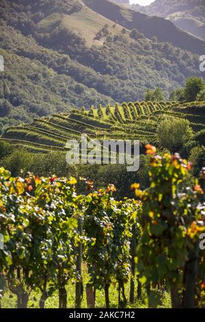 France, Pyrénées Atlantique, Pays Basque, Irouléguy, les vignobles d'Irouléguy Banque D'Images