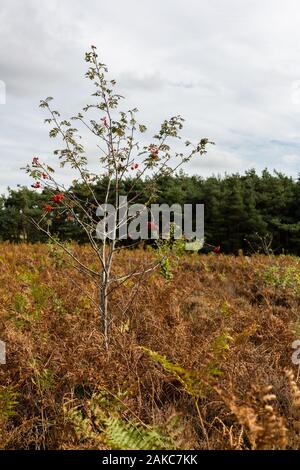 La dernière de l'été avec des baies rouge vif sur un arbre Rowen contre contrastées couleurs d'automne Banque D'Images