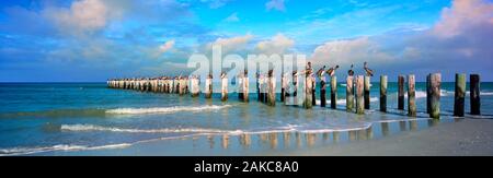 USA, Floride, plage avec des pélicans sur pilotis en bois Banque D'Images