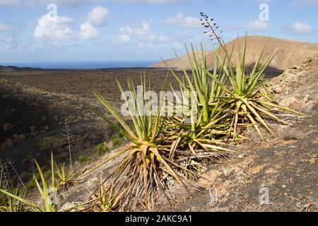 Wild Aloe vera (Aloe Barbadensis) sur le sol de sable volcanique, le Parc National de Timanfaya (parc naturel volcanique), Lanzarote, îles canaries, espagne. Banque D'Images