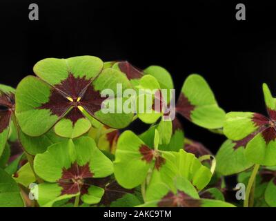 Trèfle à quatre feuilles, cloverleafs miniature avec bouteille de champagne sur fond noir avec copie espace Banque D'Images