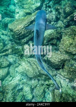 L'Équateur, l'archipel des Galapagos, classé au Patrimoine Mondial de l'UNESCO, l'Itabaca Canal entre l'île de Santa Cruz et l'île de Baltra, requin à pointe blanche (Carcharhinus albimarginatus) Banque D'Images