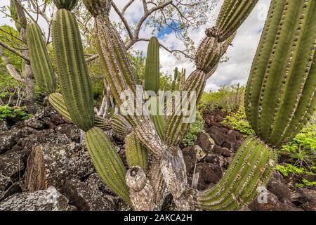 L'Équateur, l'archipel des Galápagos, inscrite au Patrimoine Mondial de l'UNESCO, l'île de San Cristobal, cactus candélabres ou Euphorbia candelabrum sur la façon de Playa Carola Banque D'Images