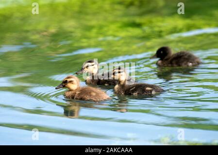 Canetons colverts (Anas plathyrhynchos,), France Banque D'Images