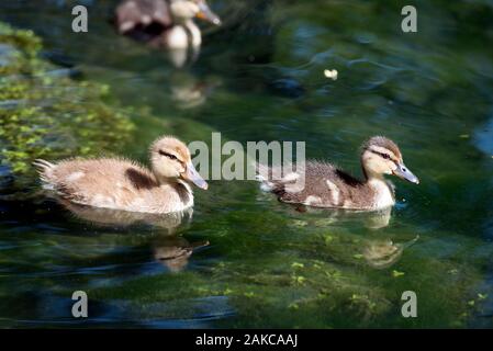 Canetons colverts (Anas plathyrhynchos,), France Banque D'Images