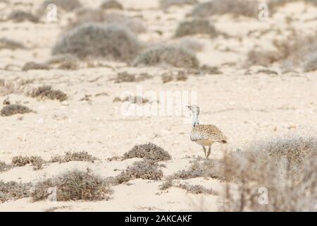 L'outarde houbara (Chlamydotis undulata) fuerteventurae, sous-espèce de îles Canaries de Fuerteventura et Lanzarote, dans son désert semi-aride de l'habitat. Banque D'Images