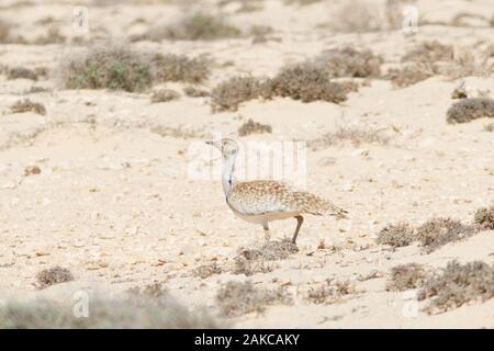 L'outarde houbara (Chlamydotis undulata) fuerteventurae, sous-espèce de îles Canaries de Fuerteventura et Lanzarote, dans son désert semi-aride de l'habitat. Banque D'Images