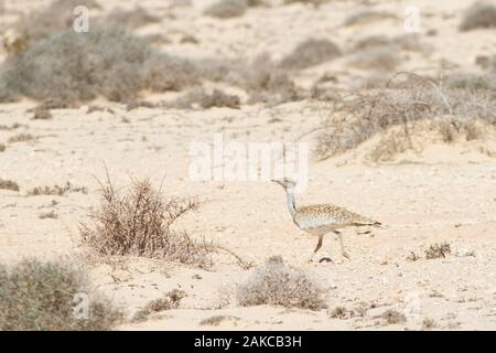 L'outarde houbara (Chlamydotis undulata) fuerteventurae, sous-espèce de îles Canaries de Fuerteventura et Lanzarote, dans son désert semi-aride de l'habitat. Banque D'Images