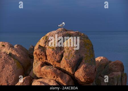 France, Cotes d'Armor, l'île de Bréhat, Pointe du paon dans la partie nord de l'île Gull, sur un rocher de granit rose Banque D'Images