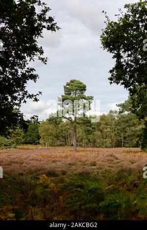 La lande à la fin de l'été après la Heather a été en fleur Banque D'Images
