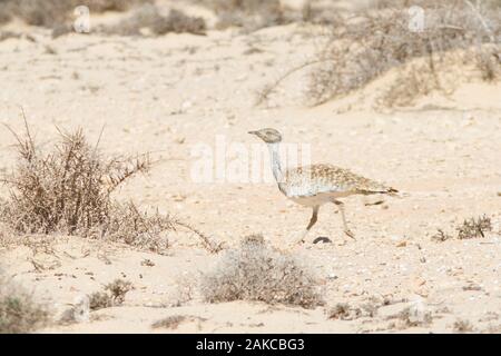 L'outarde houbara (Chlamydotis undulata) fuerteventurae, sous-espèce de îles Canaries de Fuerteventura et Lanzarote, dans son désert semi-aride de l'habitat. Banque D'Images