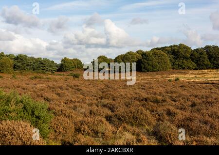 La lande à la fin de l'été après la Heather a été en fleur Banque D'Images