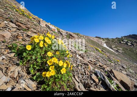 France, Hautes Alpes, Parc National des Ecrins, Orcières Merlette, Parc Naturel du Cirque du Grand Lac des Estaris, le Creeping Avens (Geum reptans) dans un éboulis à 2793 mètres d'altitude Banque D'Images