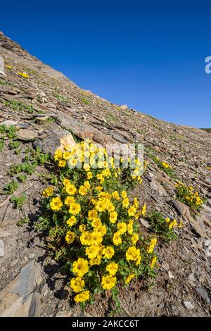 France, Hautes Alpes, Parc National des Ecrins, Orcières Merlette, Parc Naturel du Cirque du Grand Lac des Estaris, le Creeping Avens (Geum reptans) dans un éboulis à 2793 mètres d'altitude Banque D'Images