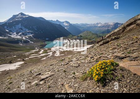 France, Hautes Alpes, Parc National des Ecrins, Orcières Merlette, Parc Naturel du Cirque du Grand Lac des Estaris, le Creeping Avens (Geum reptans) dans un éboulis à 2793 mètres d'altitude Banque D'Images