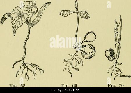 Un guide illustré pour les plantes à fleurs de l'Atlantique centre et états de la Nouvelle-Angleterre (sauf les graminées et carex) la description en langue familière courbe autour de l'albumen . masse dans les graines de certaines plantsand du fait du tissu de l'albumen du embryoof ces plantes, comme par exemple, la nielle, et bien d'otherplants de la famille rose, cette fonction est un élément important dans le classement des plantes. Dans albuminousmass^ encore d'autres graines enferme complètement l'embryon. Il n'est pas nécessaire ici de discuter les processus participant à la. Banque D'Images