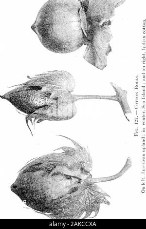 Le sud de grandes cultures (à l'exclusion des plantes fourragères) . -Ljrid orcrossed,, plantes. Glanrh. - Les glandes, les organes ou des minutes sécrétant un goût douceâtre sous-position, se trouvent aussi bien sur le THF et leaes fleurs de coton. Dans les fleurs de cotons américains il y a des glandes situées à la base des bractées et également à la base des pétales. Sur le dessous de la laisse les glandes se produire sur un ou plusieurs des nervure ou les veines.Les glandes sont probablement moyen d'attirer les visiteurs de l'insecte andthus d'augmenter le montant de la traversée entre variétés orbetween plantes individuelles de coton. 236. Capsules (Fig. 127).-containi le pod Banque D'Images