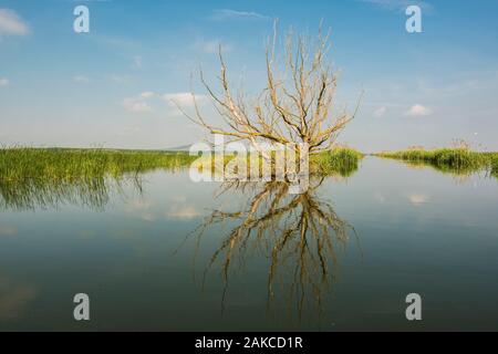 Roumanie, Mahmudia, Delta du Danube Banque D'Images