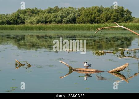 Roumanie, Mahmudia, Delta du Danube Banque D'Images