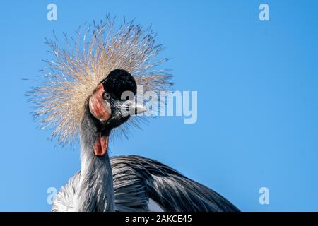 Portrait of a Black grue couronnée (Balearica pavonina). Noord Brabant aux Pays-Bas. Fond bleu avec l'espace d'écriture Banque D'Images