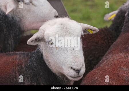 Moutons HERDWICK (Ovis aries). Brebis ou de sexe féminin. Salon de l'agriculture nord Lonsdale Ulverston Cumbria Lacs du Sud. Banque D'Images