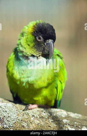 (Nandayus nenday CONURE NANDAY). Les savanes de palmiers dans le centre sud de l'Amérique du Sud. Feral population reproductrice en Californie. Banque D'Images