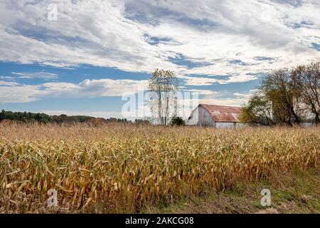 Grange avec un toit rouillé derrière un champ de maïs à l'automne. Paysage rural idyllique. Ferme familiale sous un ciel dramatique. Banque D'Images