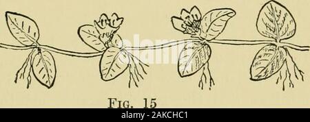 Un guide illustré pour les plantes à fleurs de l'Atlantique centre et états de la Nouvelle-Angleterre (sauf les graminées et carex) la description en langage familier . 12 Aperçu de la BOTANIQUE STRUCTURELS Banque D'Images