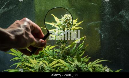 Close-up of medical marijuana plante femelle en fleur, culture extérieure. À la loupe à cocottes de cristaux prêt pour la récolte. Il Banque D'Images