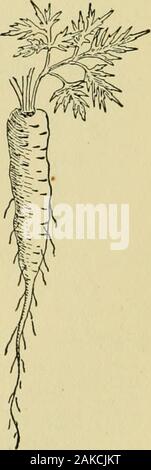 Un guide illustré pour les plantes à fleurs de l'Atlantique centre et états de la Nouvelle-Angleterre (sauf les graminées et carex) la description en langage familier . Fig. 4 Banque D'Images