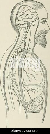 Un traité sur le diabète et la maladie de Bright, avec une référence particulière à la pathologie et therapeuticsIncluding une section sur la rétinite dans la maladie d'lumineux . Fig. 34.-Diujtram montrant le cours de la nerfs vasomoteurs de la aceordiiigto Aladotf Cyou et foie. Ces nerfs sont indiquées par la ligne en pointillés qui accompaniesthem ; un centre vasomoteur, ; 6, le tronc du nerf vague ; c, passage de l'vasomotornerves hépatique de l'alimentation, ainsi que l'artère vertébrale ; d, fibres allant de chaque côté de l'artère sous-clavian, et formant l'aunulus d Vienssen-. ; e, premier ganglion dorsal ; /, gan-glionattd co Banque D'Images