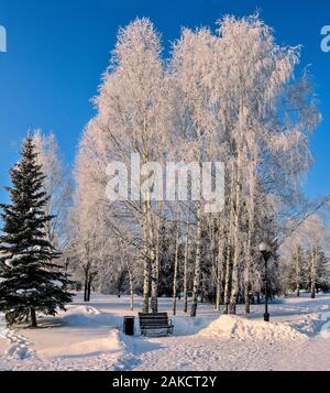 Soirée d'hiver ensoleillé dans snowy city park avec blanc givre blanc sur les bouleaux et les aiguilles vertes d'épicéas. Banc solitaire sur l'allée du parc en vertu de la dentelle Banque D'Images