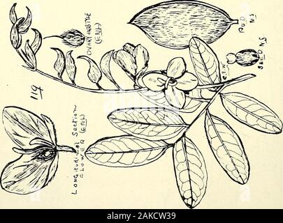 Catalogue complet des plantes du Queensland, les deux peuples et naturalizedTo qui sont ajoutés, si elle est connue, l'autochtone et d'autres noms vernaculaires ; avec de nombreuses illustrations et des notes sur les propriétés, caractéristiques, &c., des plantes . Plaque CQ K. VI. Banque D'Images