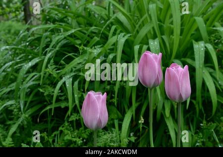 Trois tulipes roses poussant dans l'herbe haute vert épais. Banque D'Images