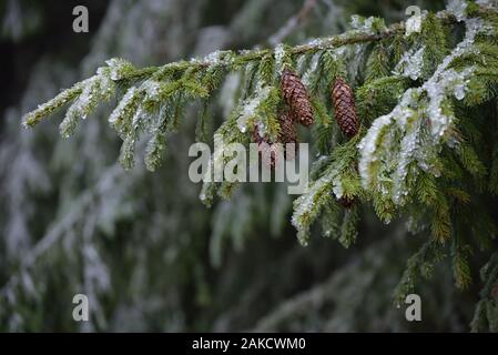 La beauté dans une forêt de montagne. Les cônes de l'épinette avec branches couvertes de givre Banque D'Images