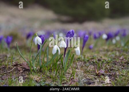 Les fleurs du printemps. Perce-neige et crocus primroses sur sunny meadow Banque D'Images