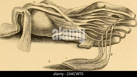 La théologie naturelle : ou, titres de l'existence et les attributs de la divinité : recueillies à partir de l'apparence de la nature . st trouve astrong en vertu de laquelle le ligament tendons passent au pied.* L'effet du ligament comme un ban-dage, peut être fait évident pour les sens ; pour l'ifit être coupés, les tendons du démarrage. La simplicité, la clarté de cette encore ruse, exactement sa re-semblant de ressources établies de l'art, le lieu le plus itamonofst manifestations indubitable de conception avec laquelle nous sommes familiarisés. Il y a aussi une autre utilisation d'thepresent par exemple, et c'est précis, comme il Banque D'Images