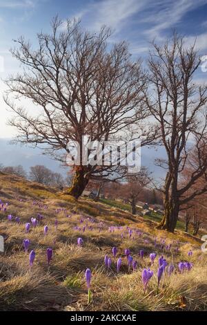 La forêt de montagne avec la floraison pré. Printemps dans les montagnes. Crocus fleurs sur la pelouse. Carpates, l'Ukraine, l'Europe Banque D'Images