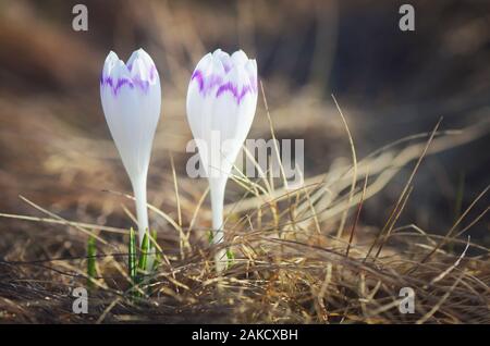 Fleurs de printemps sur une prairie ensoleillée. Crocus à fleurs blanches deux montagnes Banque D'Images