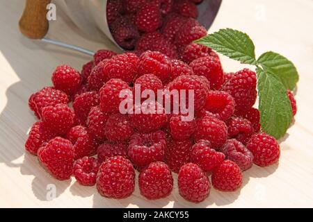 Framboises fraîchement cueillies du jardin Banque D'Images