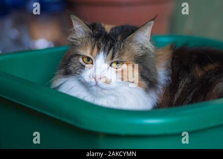 Cat s'asseoir dans le bassin en plastique.Libre d'un chat dans un bassin.Trois cat couleur assis dans un bassin vert pour le lavage. Banque D'Images