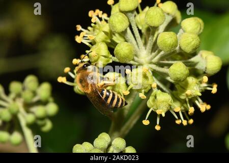 Le lierre Colletes hederae,abeille, est une espèce d'abeille minière enregistrée pour la première fois en Grande-Bretagne en 2001. Il se nourrit presque exclusivement sur les fleurs de lierre, et des mouches Banque D'Images