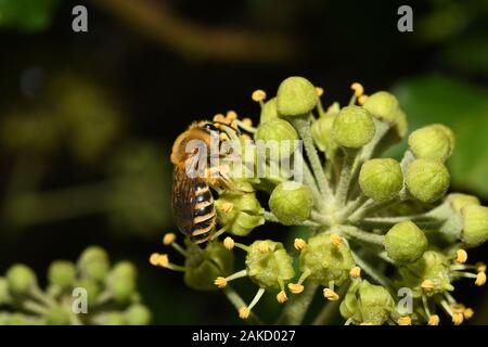 Le lierre Colletes hederae,abeille, est une espèce d'abeille minière enregistrée pour la première fois en Grande-Bretagne en 2001. Il se nourrit presque exclusivement sur les fleurs de lierre, et des mouches Banque D'Images