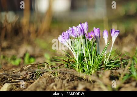 Crocus fleurs au début du printemps sur un arrière-plan flou. Soft focus. Focus sélectionnée. Banque D'Images