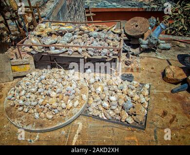 De nombreuses espèces de grosses moules se situent sur une rue poussiéreuse de l'île de Gorée, au Sénégal, en Afrique. La population locale de les vendre aux touristes. Banque D'Images