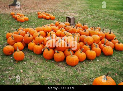 Un grand, immense tas de citrouilles orange vif sur une pelouse avec des feuilles mortes et une vieille caisse en bois produire. Banque D'Images