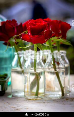 Un portrait de quelques roses rouges debout sur une table en bois dans certaines bouteilles en verre. Les fleurs commencent à fleurir. Banque D'Images