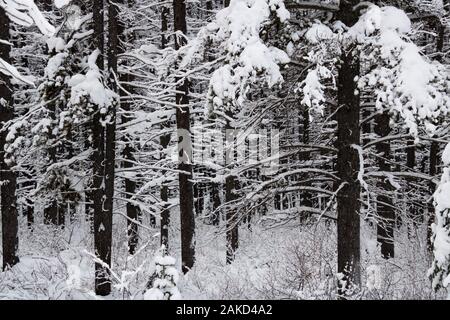 La neige a couvert des arbres dans une forêt. Banque D'Images